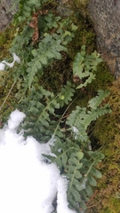 Polypodium hesperium
