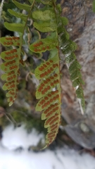 Polypodium hesperium