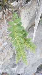 Polypodium hesperium