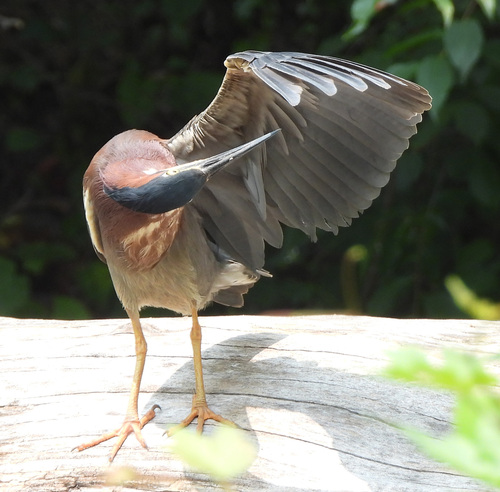 Green Heron photographed in Maryland