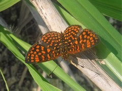 Antillea pelops