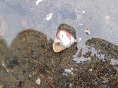 Micrelenchus huttonii