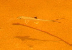 Sucker Barb photo 2