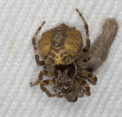 Acanthepeira cherokee