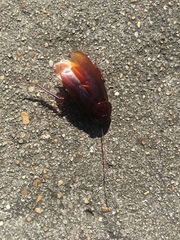 Periplaneta fuliginosa