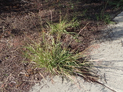 Melinis repens repens