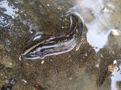 Acanthoclinus fuscus