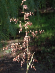 Melinis repens repens