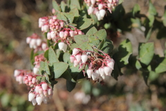 Arctostaphylos pajaroensis