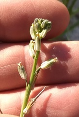 Streptanthus longirostris