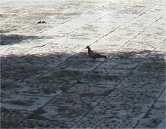 Columba livia domestica