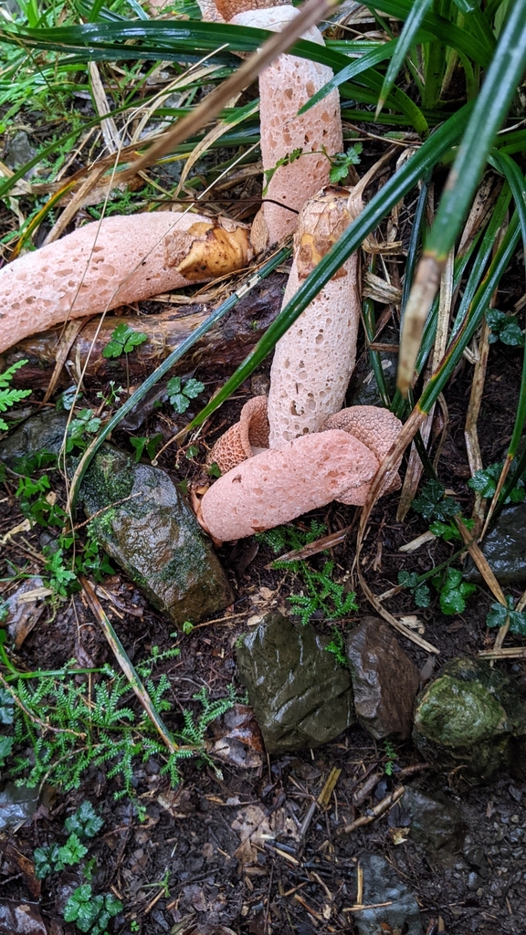 Phallus formosanus