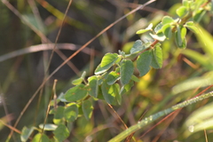 Desmodium obtusum