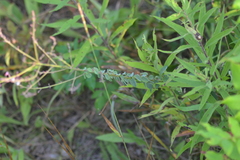 Desmodium obtusum