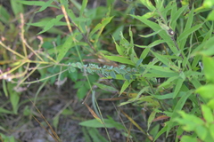 Desmodium obtusum