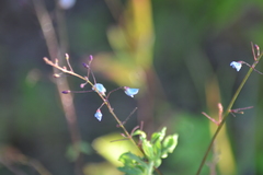 Desmodium obtusum