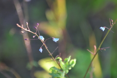 Desmodium obtusum