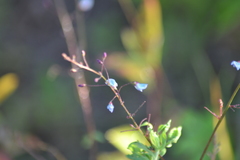 Desmodium obtusum