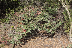 Arctostaphylos pajaroensis