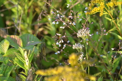 Desmodium obtusum