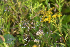 Desmodium obtusum