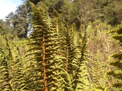 Polystichum speciosissimum