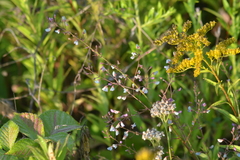 Desmodium obtusum