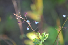 Desmodium obtusum