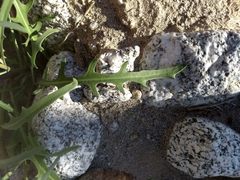 Streptanthus longirostris