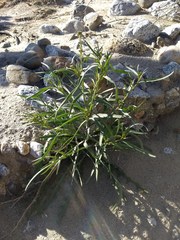 Streptanthus longirostris