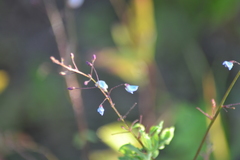 Desmodium obtusum