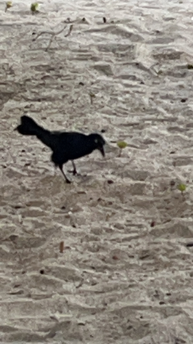 Greater Antillean Grackle