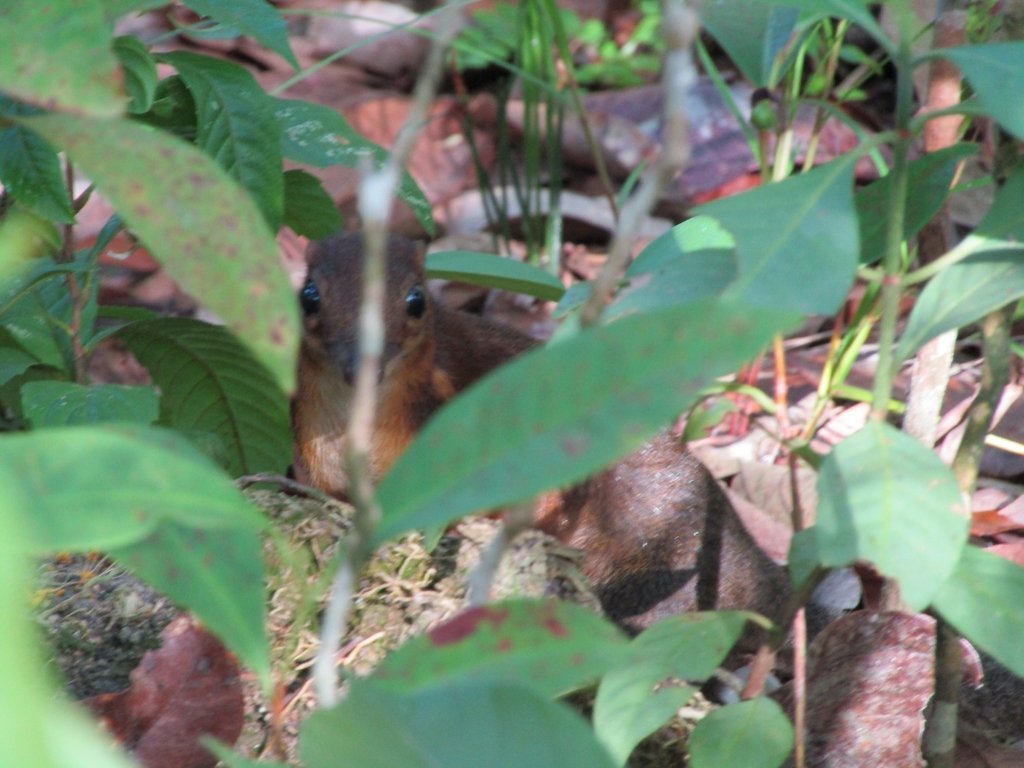 Banka Island Treeshrew