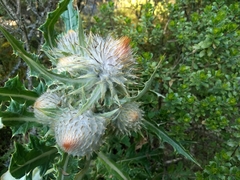 Cirsium ehrenbergii