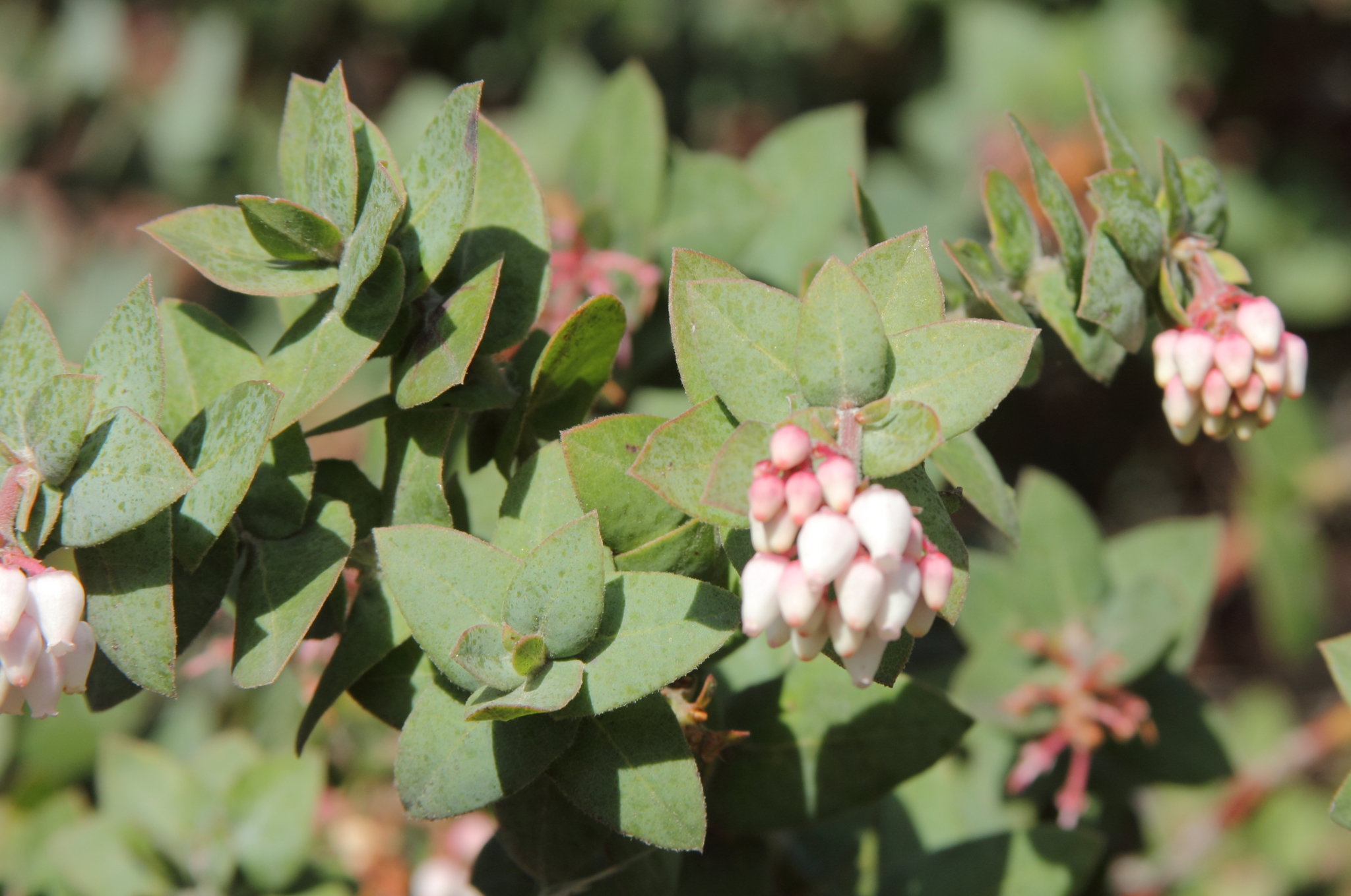 Arctostaphylos pajaroensis
