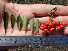 Pyracantha koidzumii