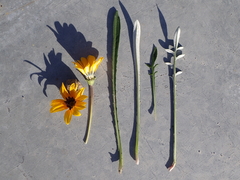 Gazania linearis