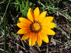 Gazania linearis