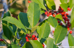 Ilex opaca