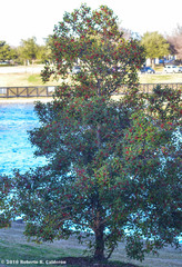Ilex opaca
