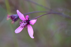 Cosmos carvifolius