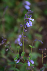 Salvia ramamoorthyana