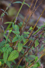 Salvia ramamoorthyana