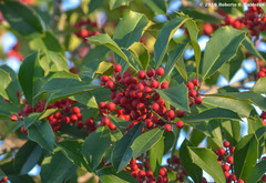 Ilex opaca