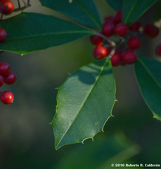 Ilex opaca