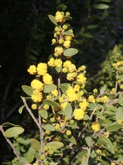 Acacia