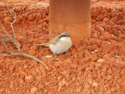Singing Honeyeater