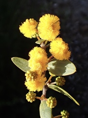 Acacia