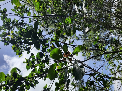 Image of Cordia monoica by no rights reserved