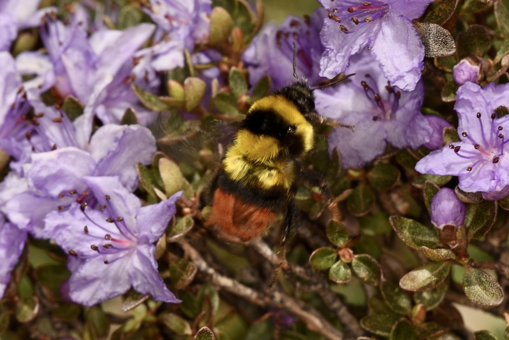 Bombus friseanus